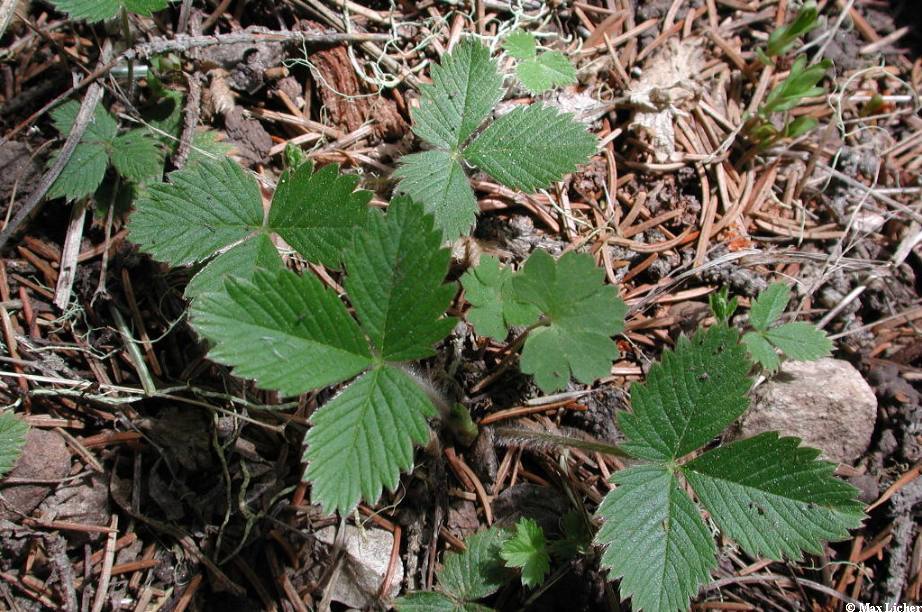 Fragaria vesca subsp. bracteata image