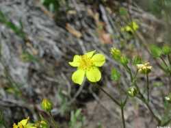 Image of Potentilla crinita