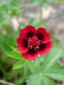 Image of Potentilla thurberi