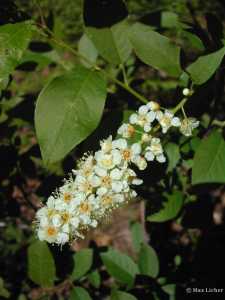 Image of Prunus virginiana