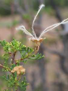 Purshia stansburyana image