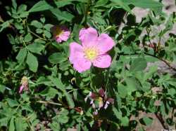 Rosa woodsii image