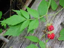 Rubus idaeus image