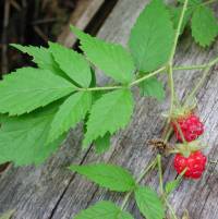 Image of Rubus strigosus