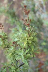 Chamaebatiaria millefolium image