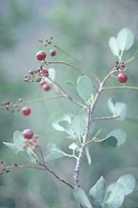 Prunus virginiana image