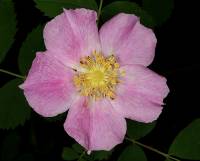 Rosa woodsii image