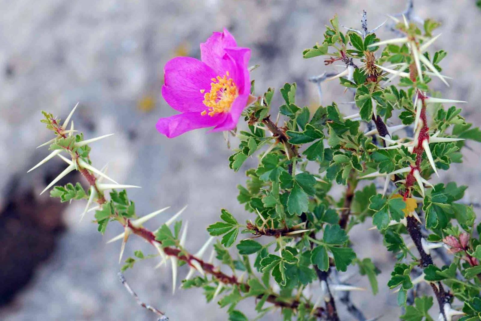 Rosa stellata subsp. abyssa image