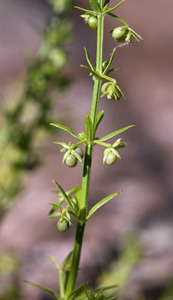 Image of Galium microphyllum