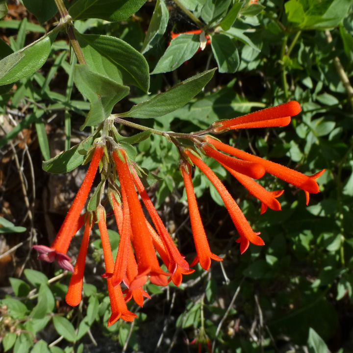 Bouvardia ternifolia image