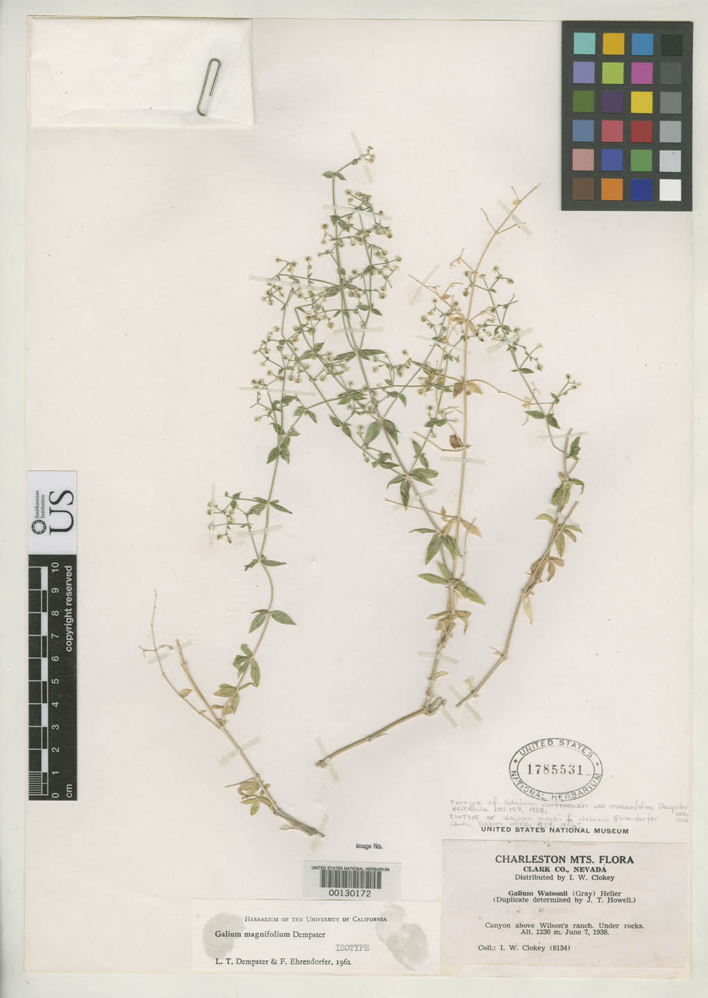 Galium magnifolium image
