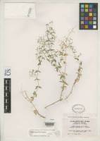Image of Galium magnifolium