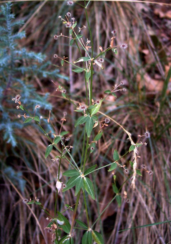 Galium munzii subsp. ambivalens image