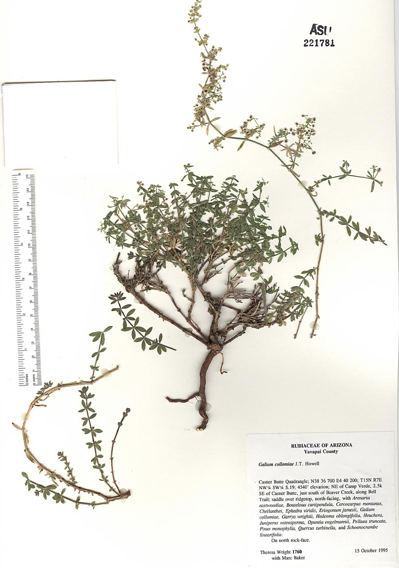 Galium collomiae image