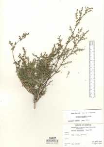 Galium wrightii image