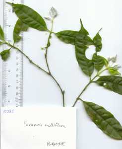 Image of Faramea multiflora
