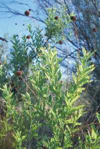 Cephalanthus occidentalis image