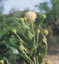 Cephalanthus occidentalis image