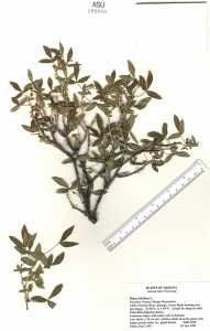 Ptelea trifoliata image