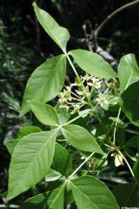 Image of Ptelea trifoliata