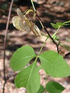 Ptelea trifoliata image