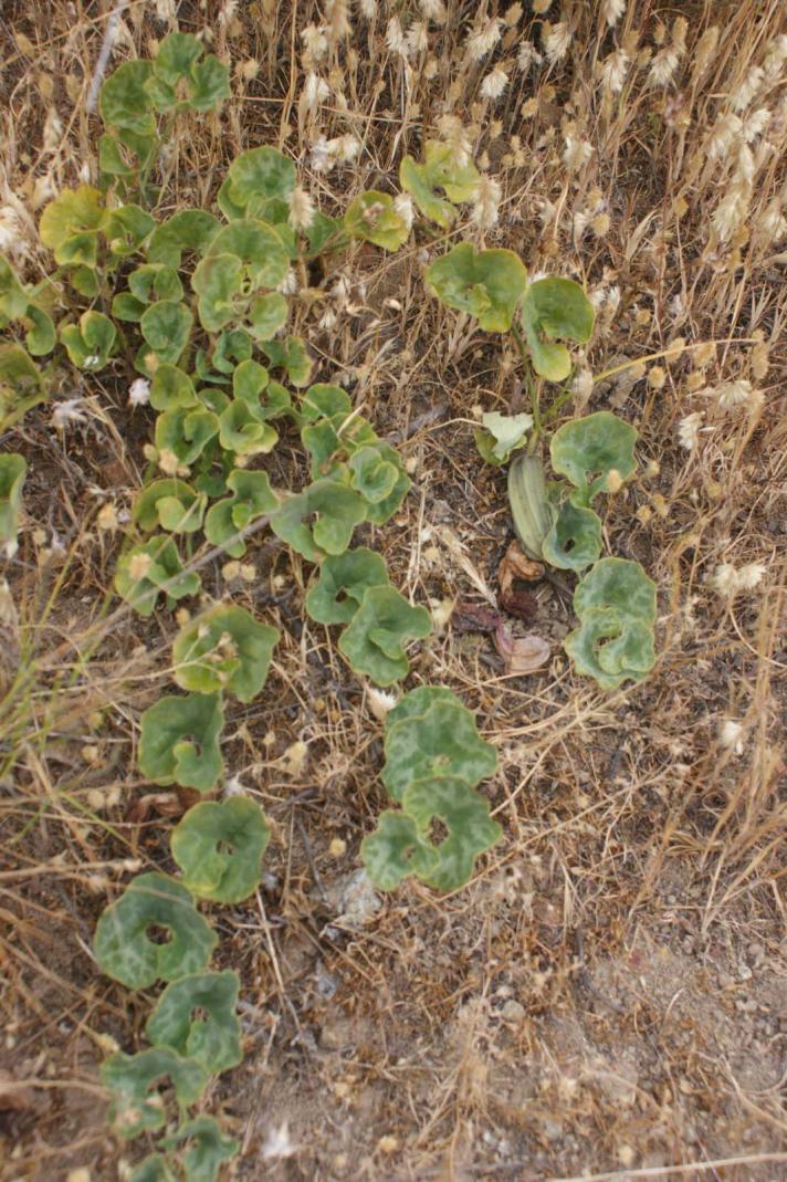 Aristolochia chilensis image