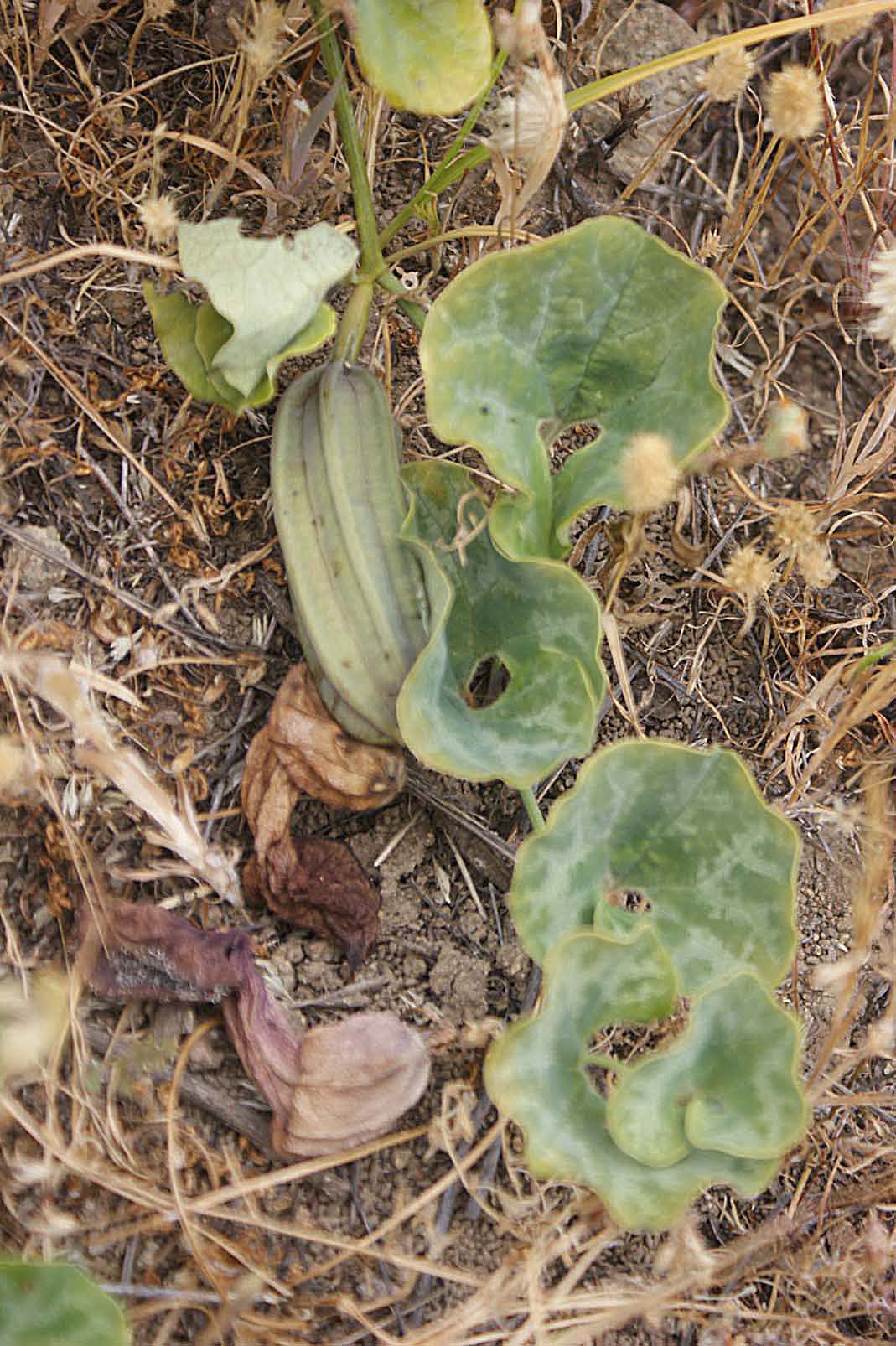 Aristolochia chilensis image