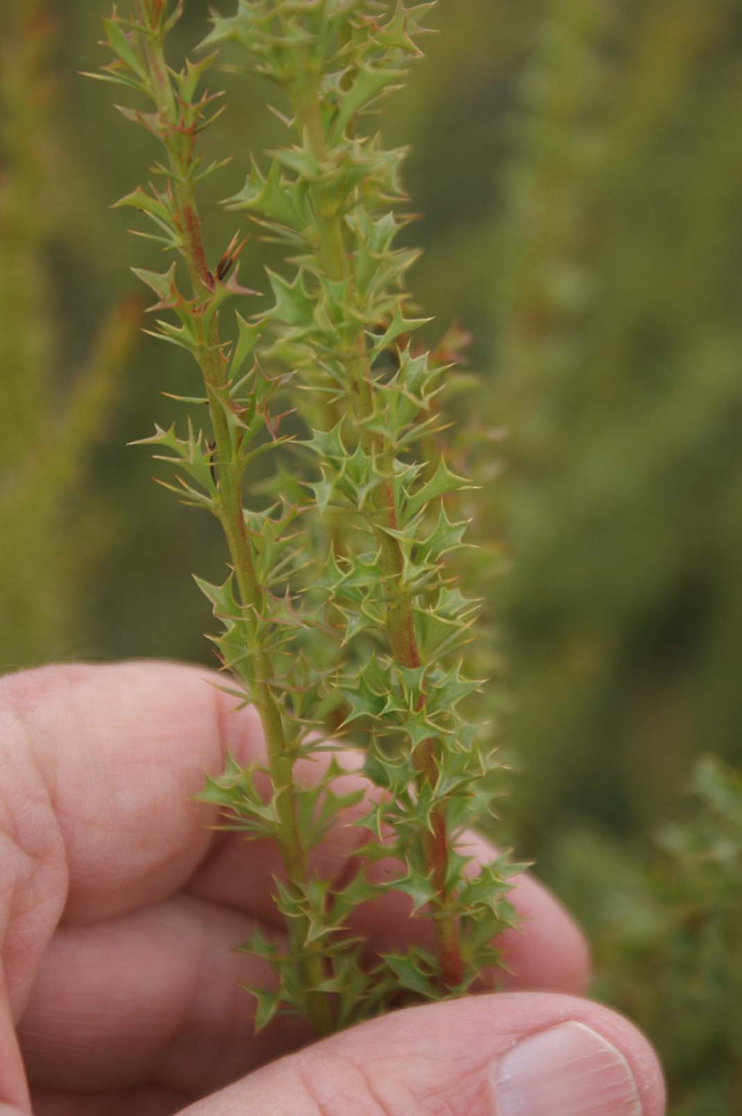 Berberis glomerata image