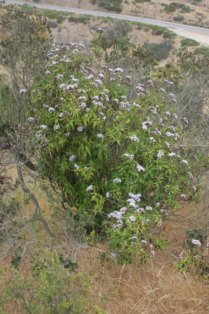 Eupatorium salvia image