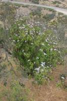 Eupatorium salvia image