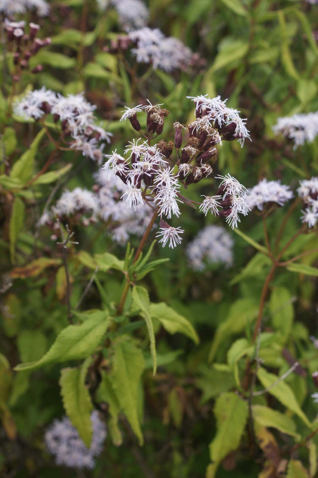 Eupatorium salvia image