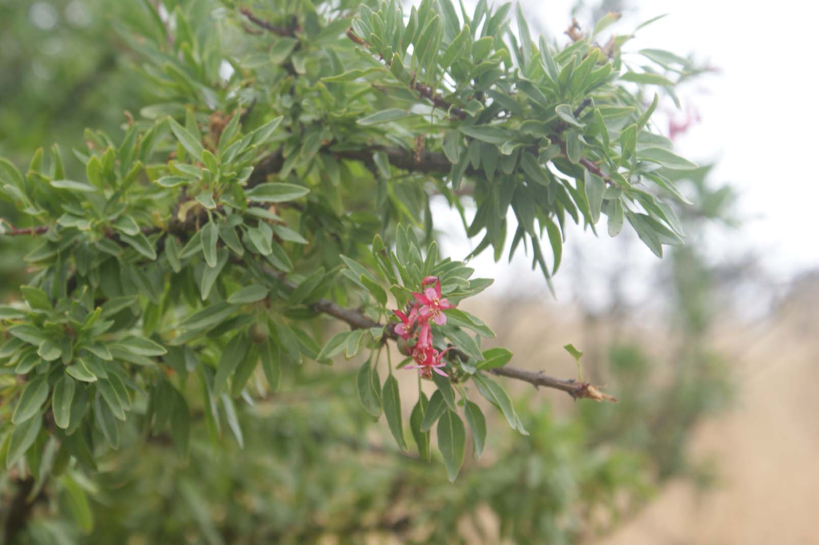 Fuchsia lycioides image