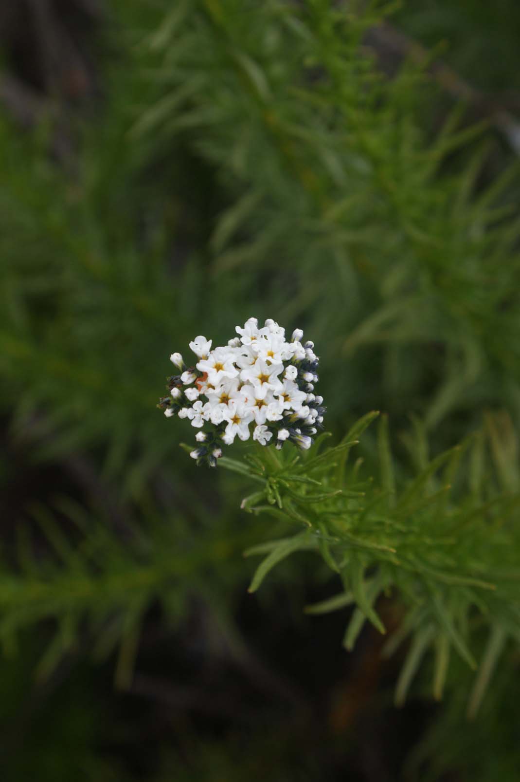 Heliotropium stenophyllum image