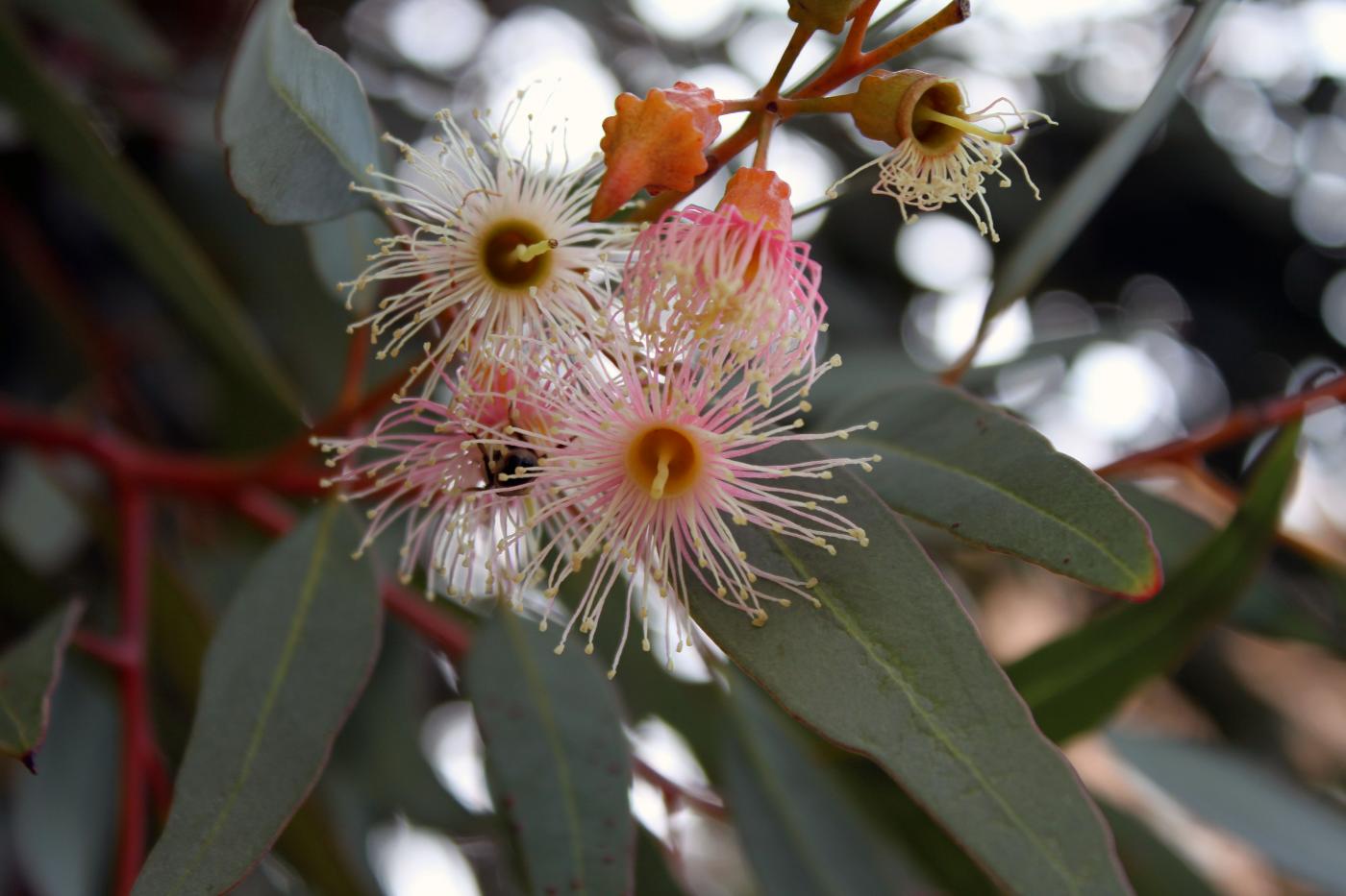 Eucalyptus torquata image