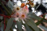 Image of Eucalyptus torquata