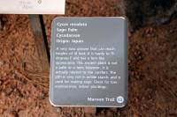 Cycas revoluta image