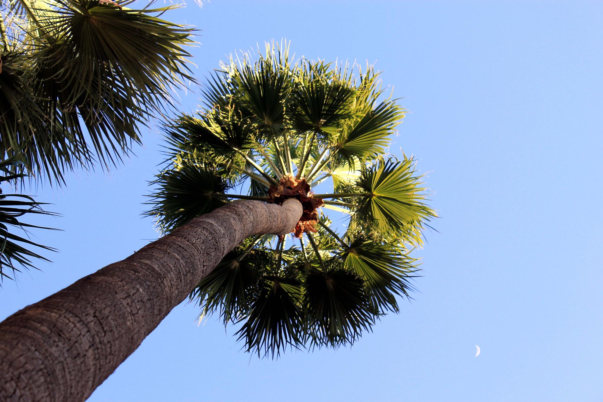 Washingtonia robusta image