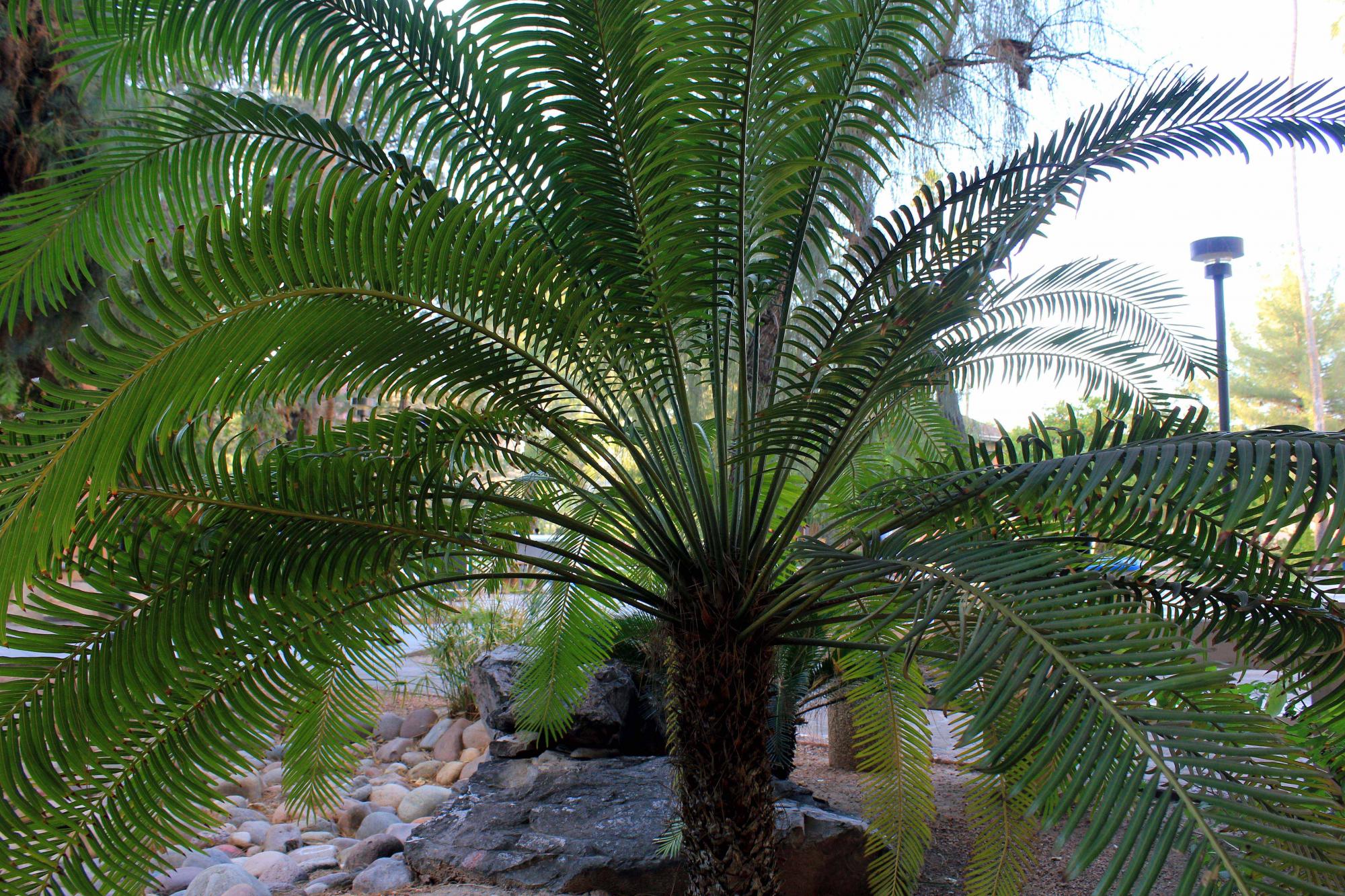 Dioon edule image