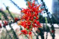 Fouquieria splendens image