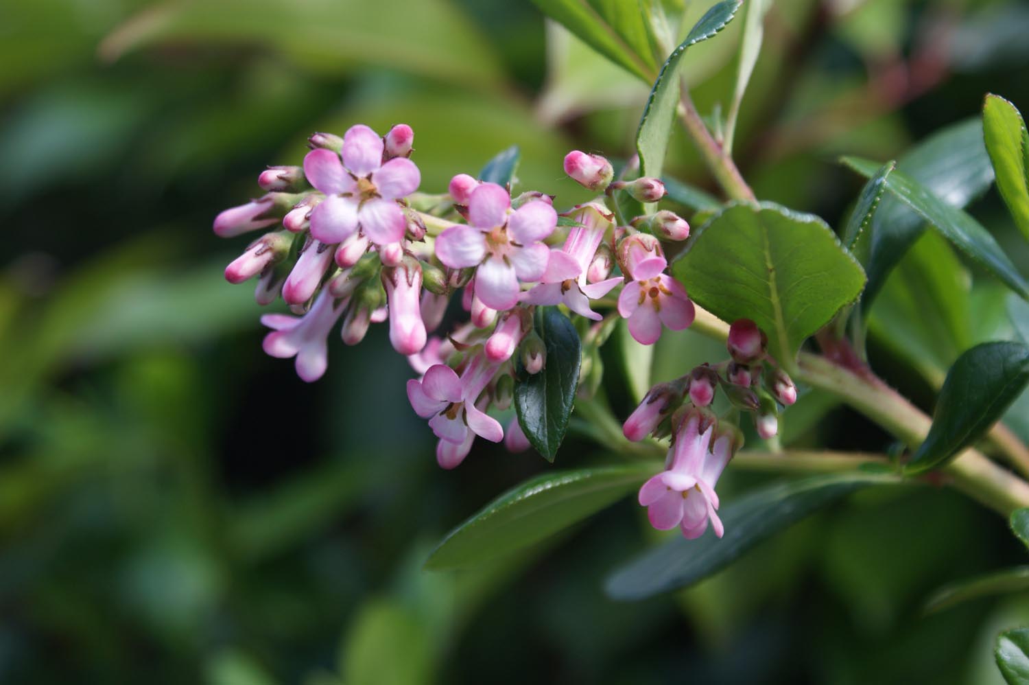 Escalloniaceae image