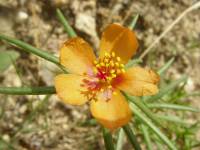 Portulaca suffrutescens image