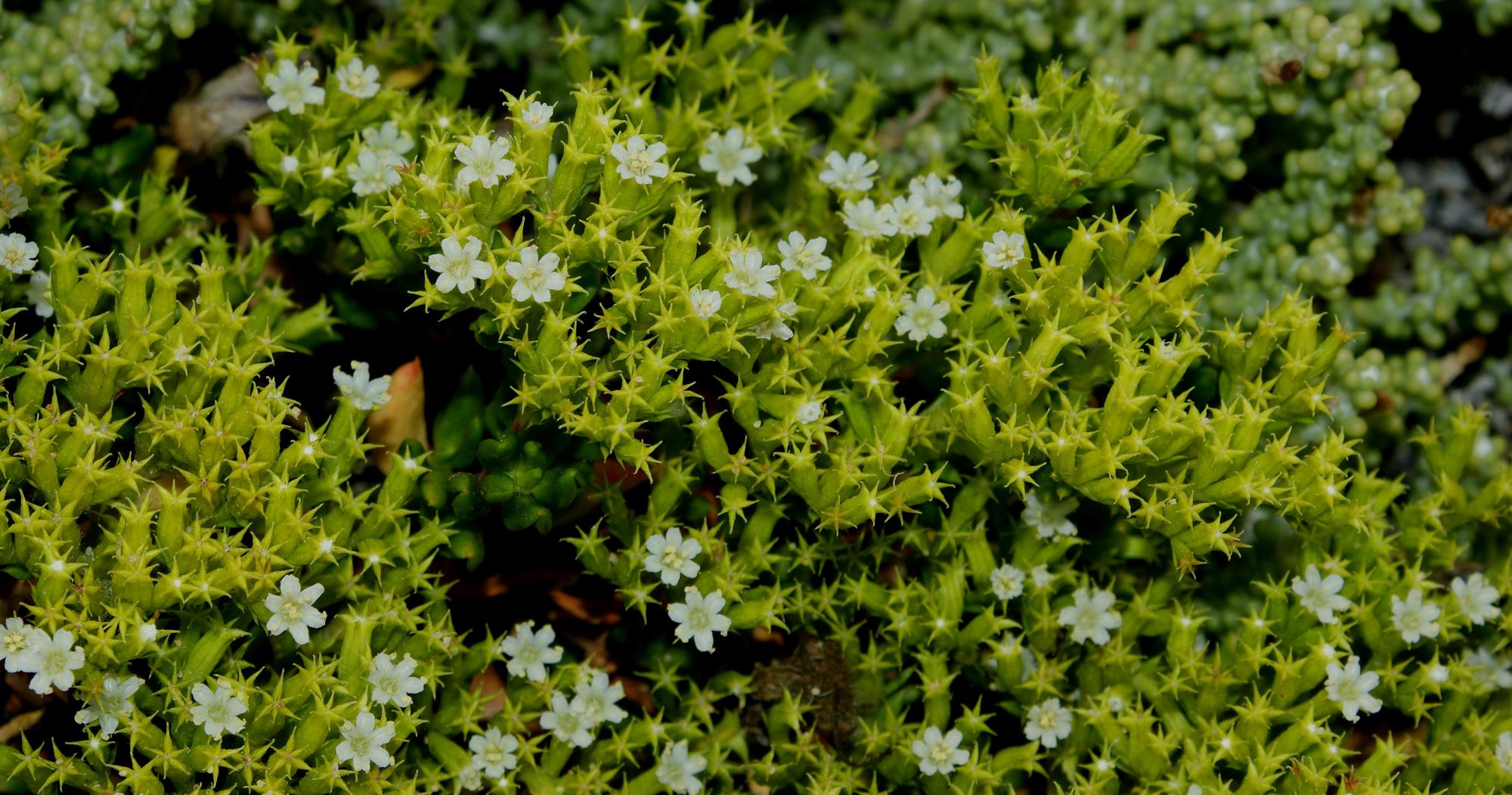 Chorizanthe frankenioides image