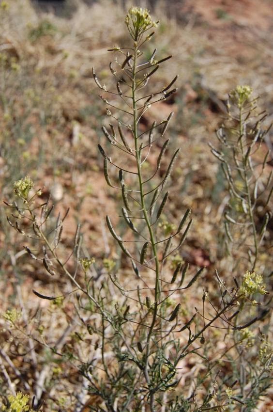 Descurainia pinnata subsp. paysonii image