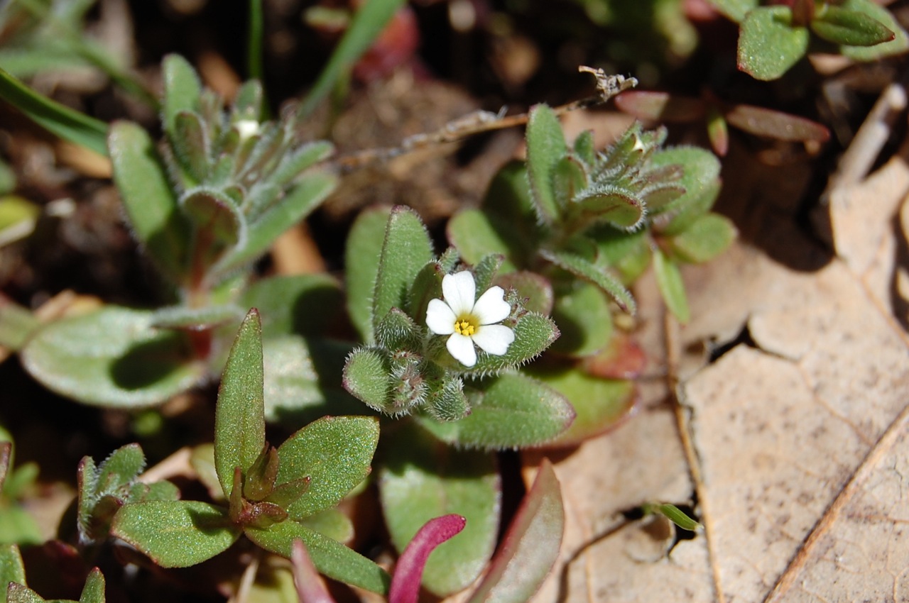 Phlox gracilis subsp. humilis image