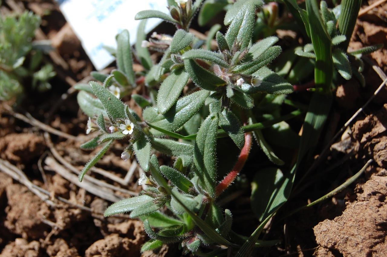 Phlox gracilis subsp. humilis image