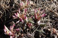 Pedicularis centranthera image