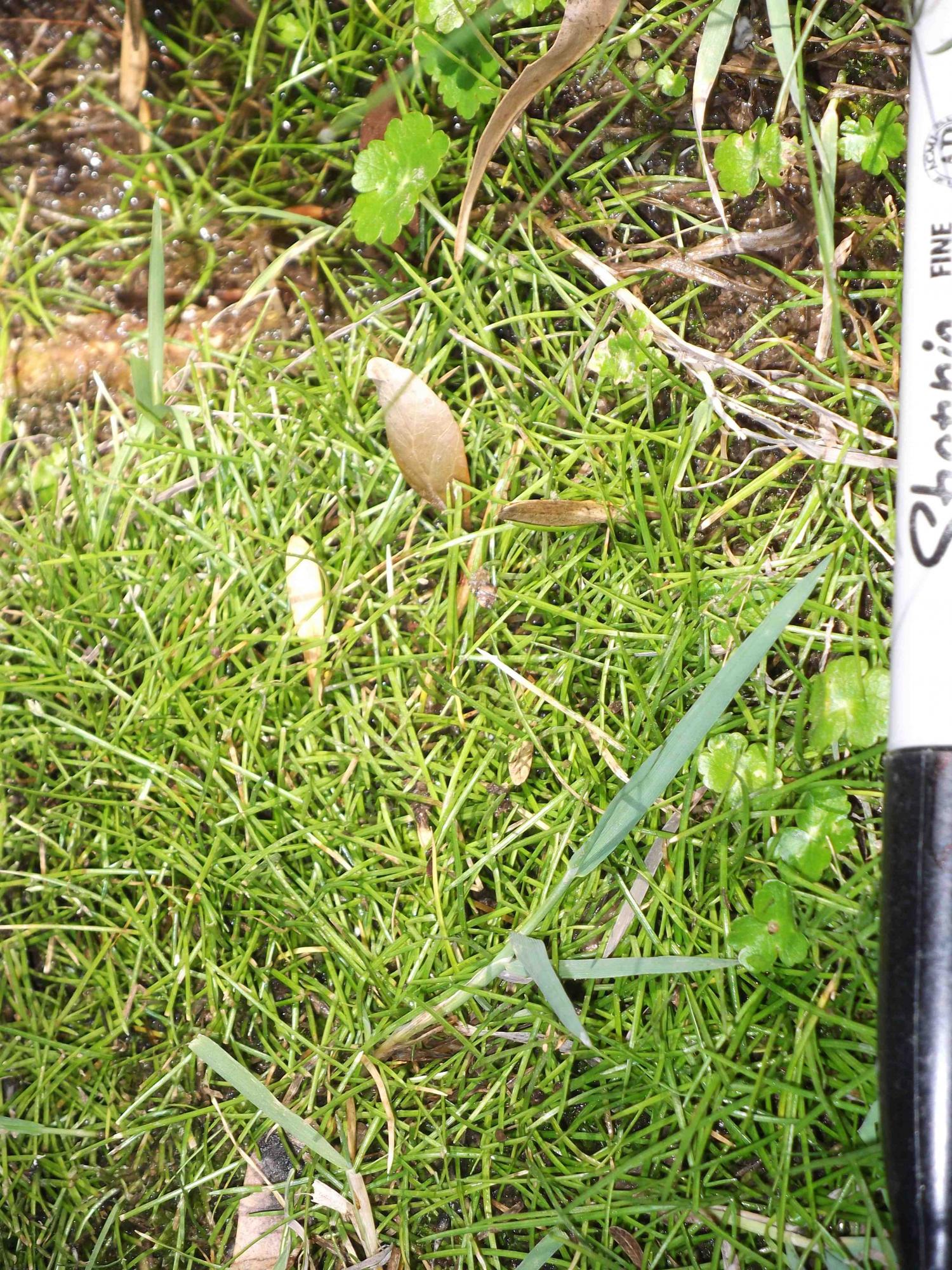 Lilaeopsis schaffneriana subsp. recurva image