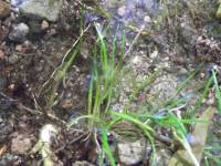 Lilaeopsis schaffneriana subsp. recurva image