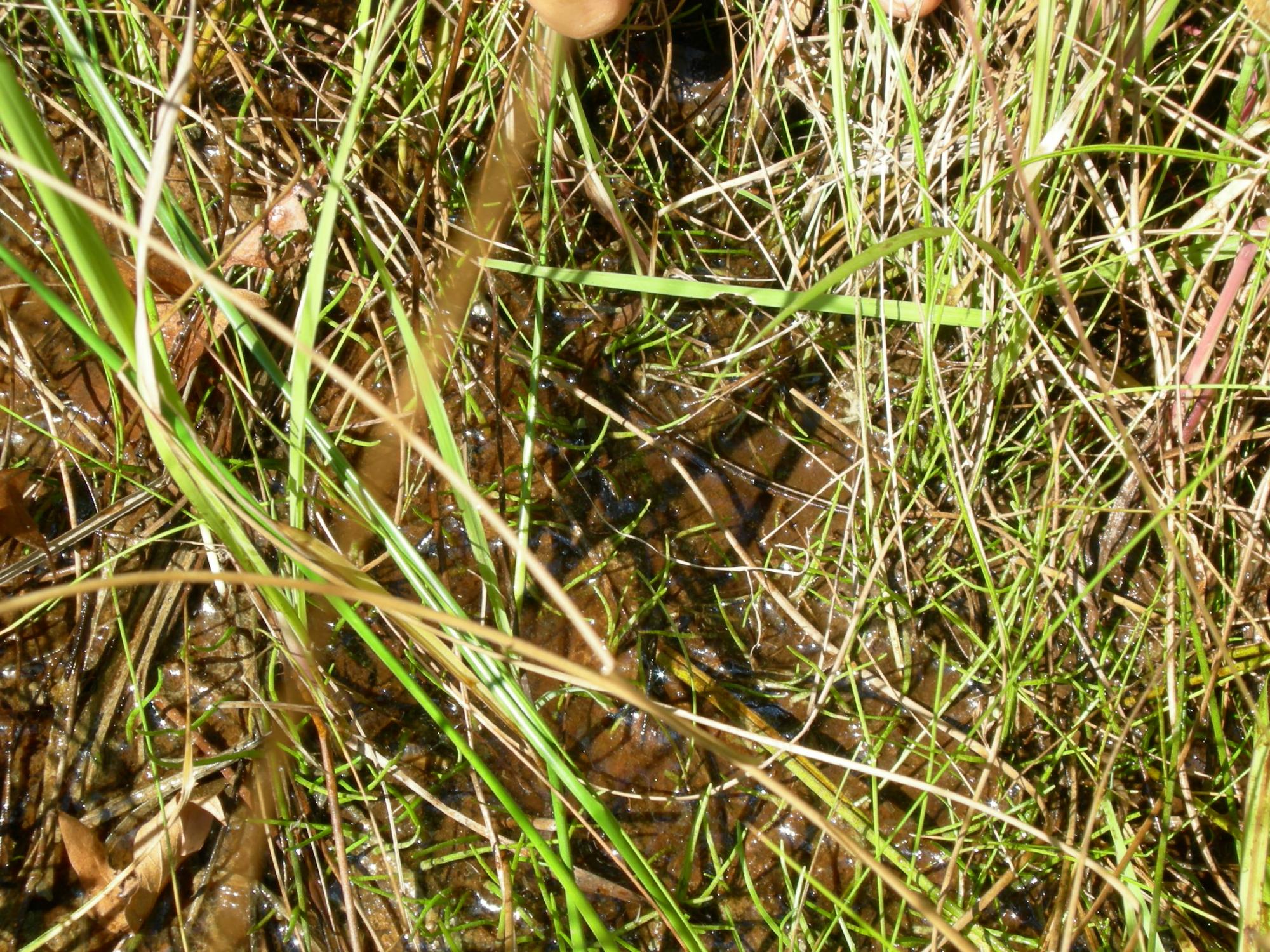 Lilaeopsis schaffneriana subsp. recurva image