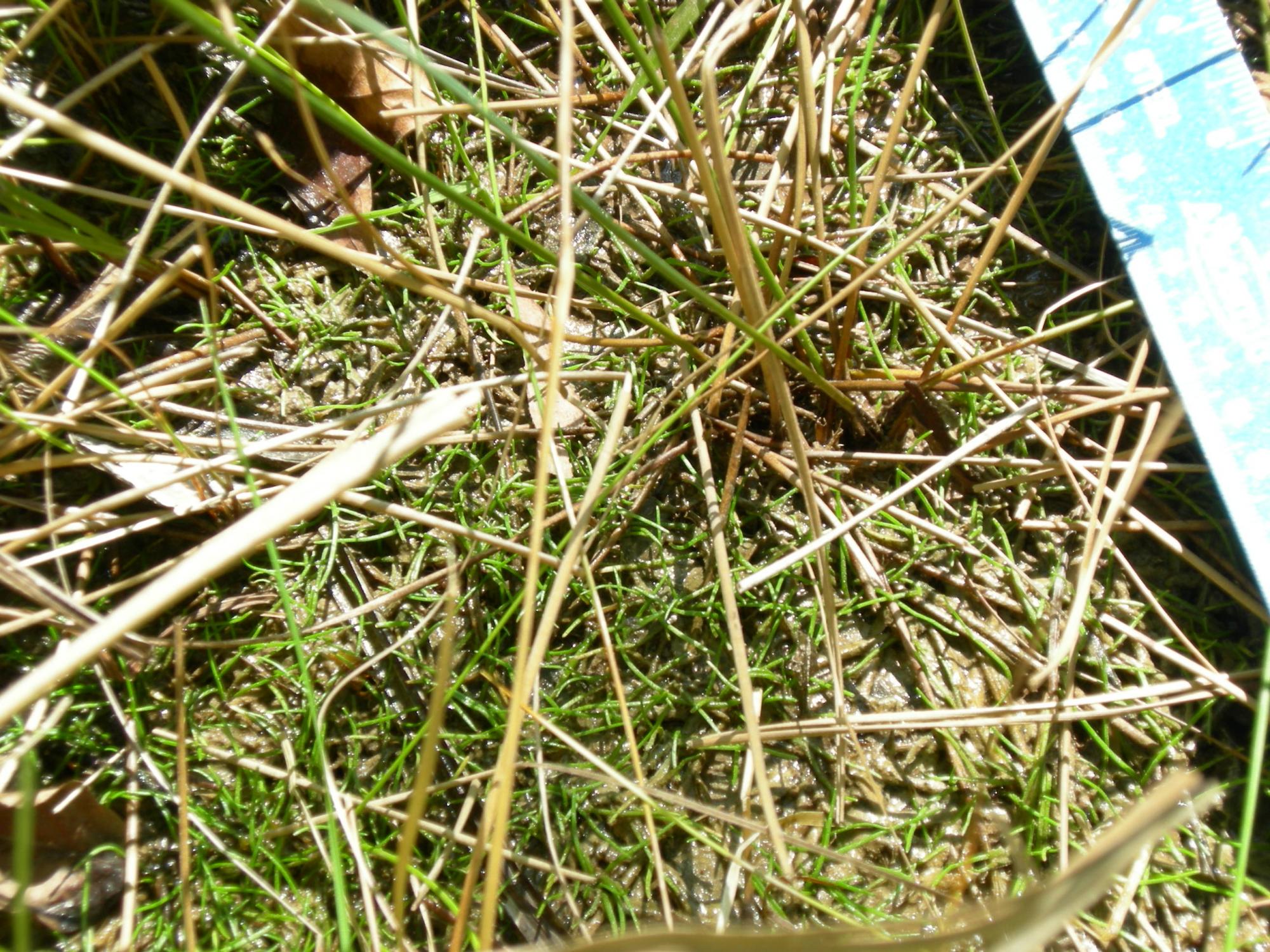 Lilaeopsis schaffneriana subsp. recurva image